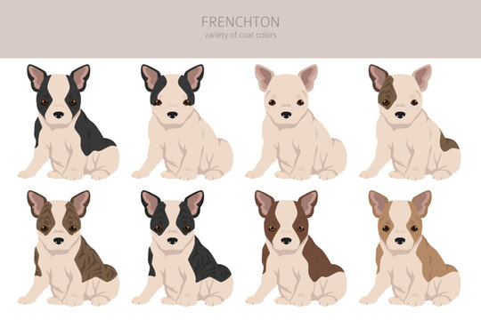 Frenchton clipart. French bulldog Boston terrier mix. Different coat colors set
