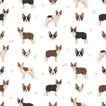 Frenchton seamless pattern. French bulldog Boston terrier mix. Different coat colors set