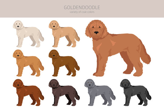 Goldendoodle Clipart. Golden Retriever Poodle Mix. Different Coat Colors Set