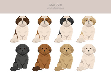 Mal-Shi clipart. Maltese Shih-Tzu mix. Different coat colors set