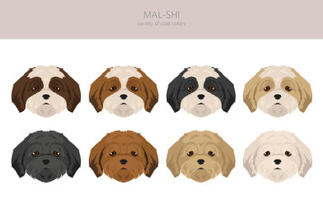Mal-Shi clipart. Maltese Shih-Tzu mix. Different coat colors set