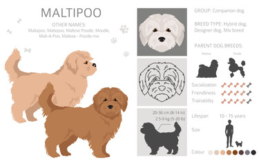Maltipoo clipart. Maltese Poodle mix. Different coat colors set