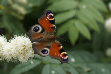 butterfly on a flower