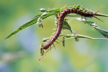 A centipede is looking for prey on a bush. This multi-legged animal has the scientific name Scolopendra morsitans.