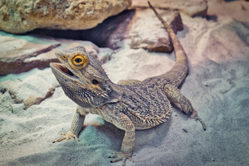 Bartagamen (Pogona vitticeps)