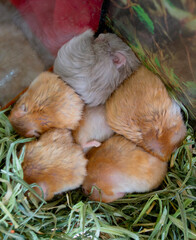 Hamster sleeps close-up. Six hamsters curled up lying and sleeping in cage. Hamster in center put out paws. Syrian hamster napping. Pets domestic animals. Small fluffy hamsters. Paws, red gray wool