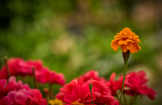 Nahaufnahme einer leuchtend orangefarbenen Tagetes vor unscharfem Hintergrund mit rosa Zinnien.