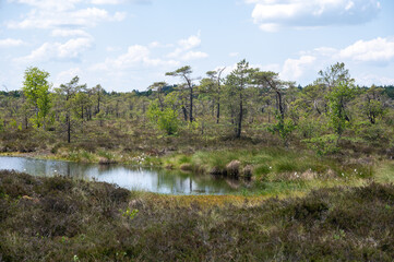 Moor eyes  in the Black Moor