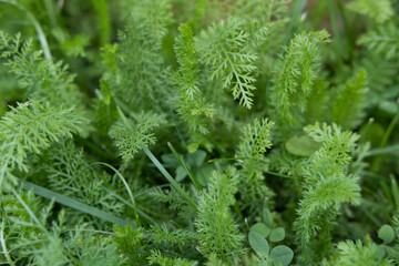 Foliage green plants flowers and grass comfortable comfortable natural sunlight background green summer
