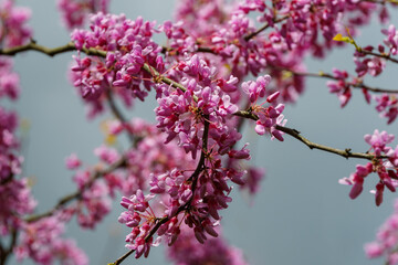Close-up of purple spring blossom of Eastern Redbud, or Eastern Redbud Cercis canadensis in sunny day. Selective focus. Nature concept for design.