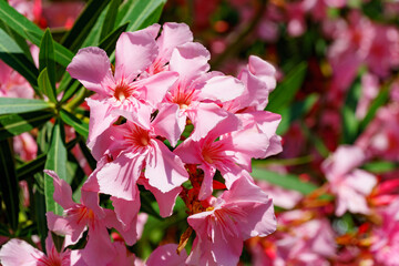 Close-up of Pink Oleander flower (Nerium oleander). Blossom of Nerium oleander flowers tree. Pink...