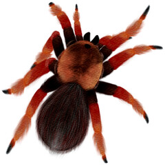 Brown-legged giant black spider insect predator
