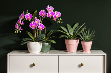 Natural Elegance: Orchid's Grace in Home Decor