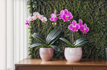 Elevate Your Space: Realistic Orchid Beauty