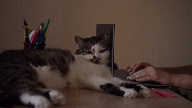 Woman is working on a laptop with her cute cat. Work from home, remote worker, distance learning