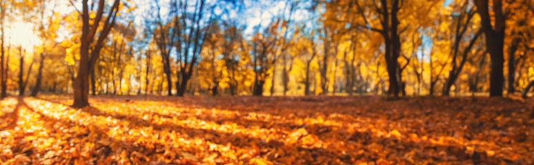 Autumn park blurred yellow leaves background. Selective focus.