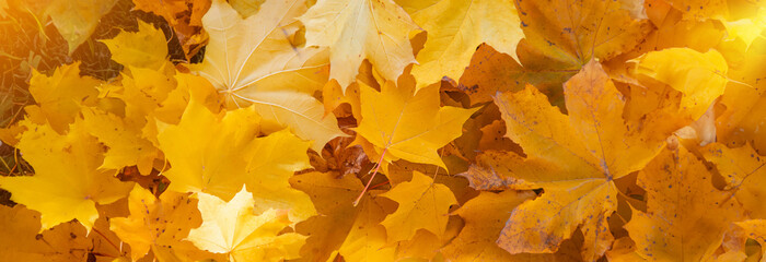 Naklejka na ściany i meble Autumn beautiful yellow leaves background. Selective focus.