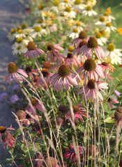 Echinacea purple in the sunlight in the garden against the background of yellow echinacea flowers