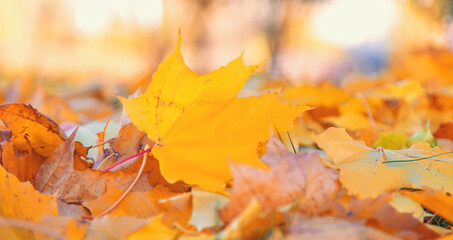 Autumn beautiful yellow leaves background. Selective focus.