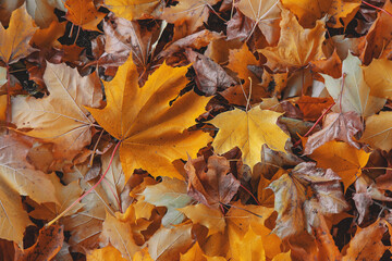Autumn beautiful yellow leaves background. Selective focus.