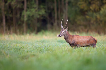 Red deer in a clearing in the wild