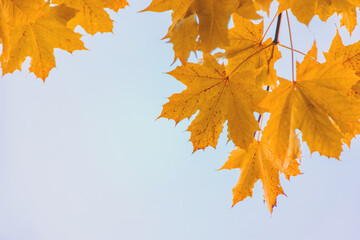 Naklejka na ściany i meble Autumn trees leaves against the sky. Selective focus.