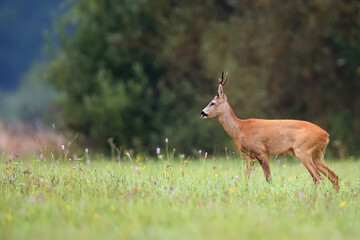 Roebuck in a clearing in the wild