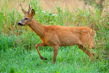 Roebuck in the wild