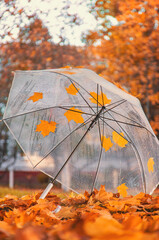 Umbrella and autumn beautiful yellow leaves in rain park. Selective focus.
