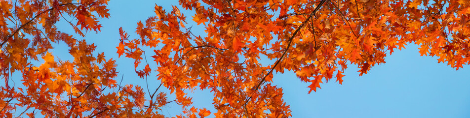 Autumn trees leaves against the sky. Selective focus.