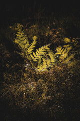 Green fern leaves with a dark background