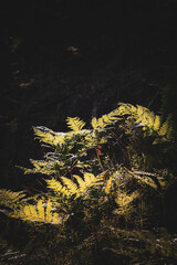 Green fern leaves with a dark background