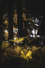Green fern leaves with a dark background