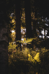 Green fern leaves with a dark background