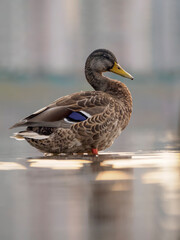 Portrait of male of mallard on the water. Close-up, selective focus
