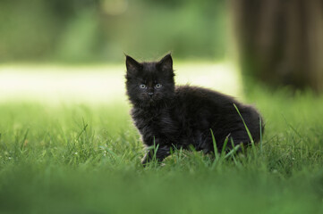 Naklejka na ściany i meble black maine coon kitten walking on grass in summer