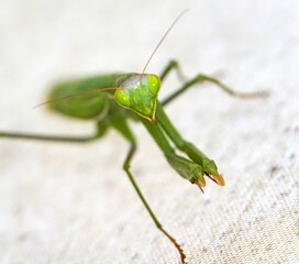 Praying mantis 