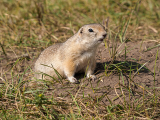 Prairie dog looking at a camera on a grassy field