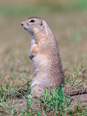 Naklejka na ściany i meble A prairie dog is standing on its hind legs in a grassy field and looking at a camera