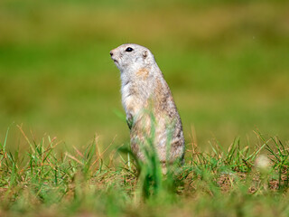Naklejka na ściany i meble A prairie dog is standing on its hind legs in a grassy field and looking at a camera