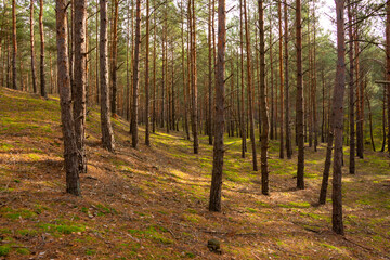 Beautiful autumn forest, old pine trees in the sun, fall