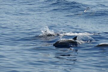 Whale Watching Ligurien - Delphin