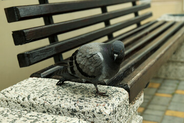 Obraz premium Single city pigeon on bench, close up