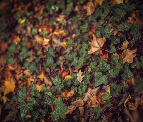 autumn leaves on the ground with green vines in a beautiful forest.