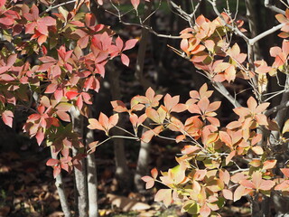 秋　ドウダンツツジの紅葉