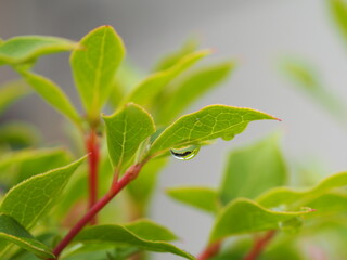 樹木　ドウダンツツジ　しずく