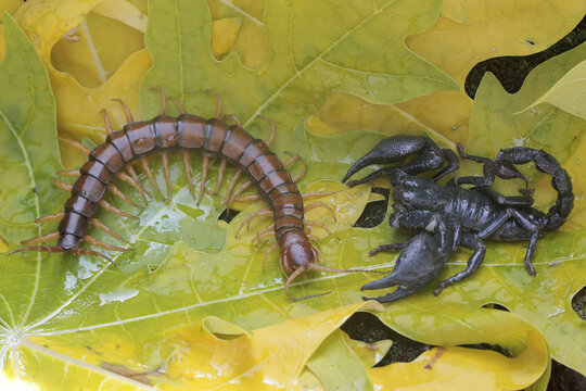 An Asian forest scorpion is ready to prey on a centipede (Scolopendra morsitans) in a pile of dry leaves. This stinging animal has the scientific name Heterometrus spinifer.