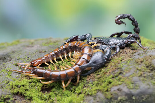 An Asian forest scorpion is ready to prey on a centipede (Scolopendra morsitans) in a pile of dry leaves. This stinging animal has the scientific name Heterometrus spinifer.