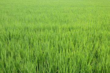 稲, 水田, 田んぼ, 田, イネ,