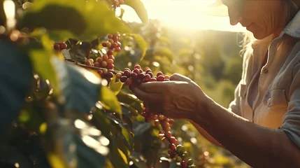 Foto op Canvas close up farmer hand harvesting coffee berries, Generative AI © Intelligence Studio